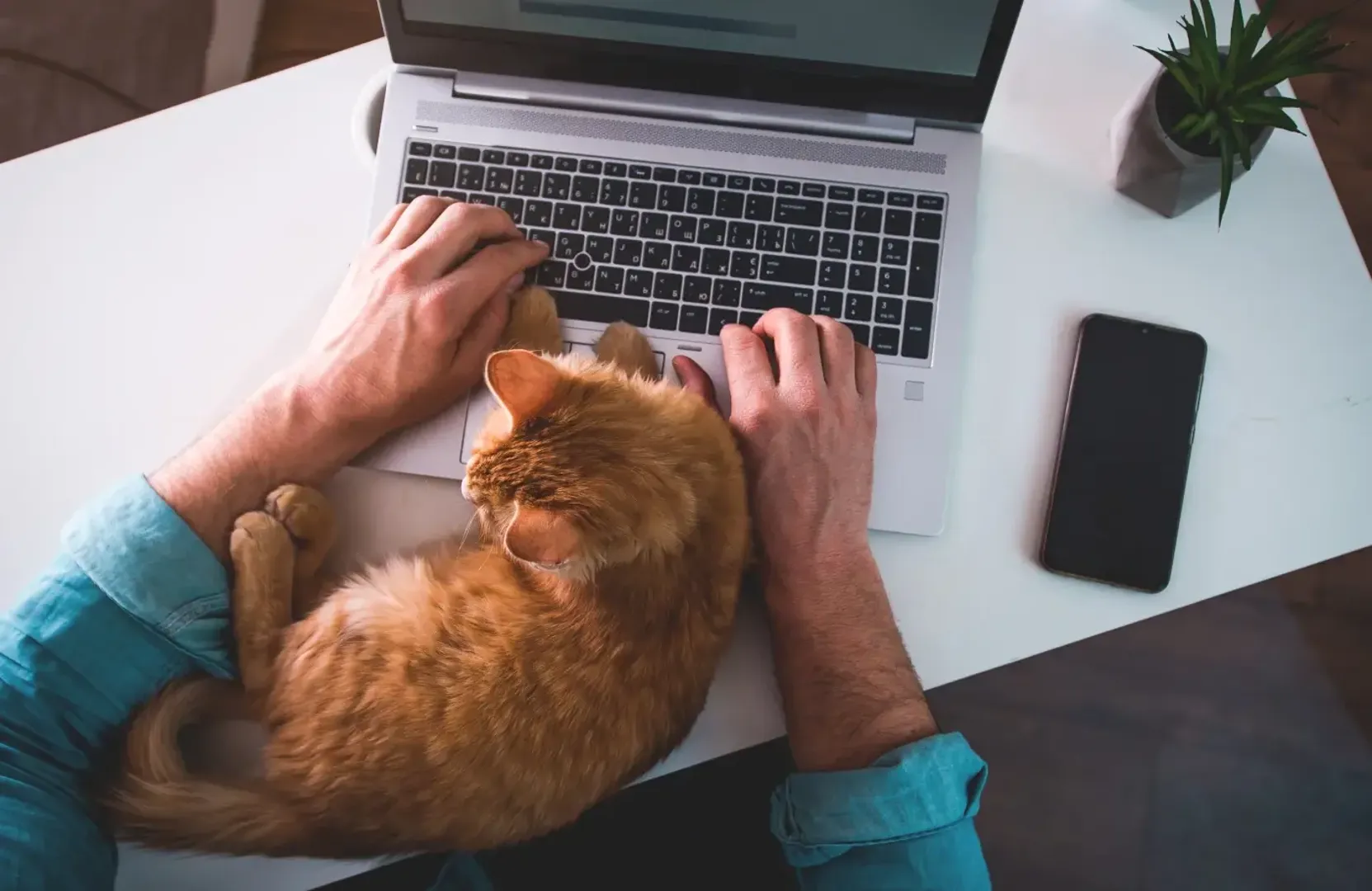 cat on desk on the laptop trackpad as owner works around them.