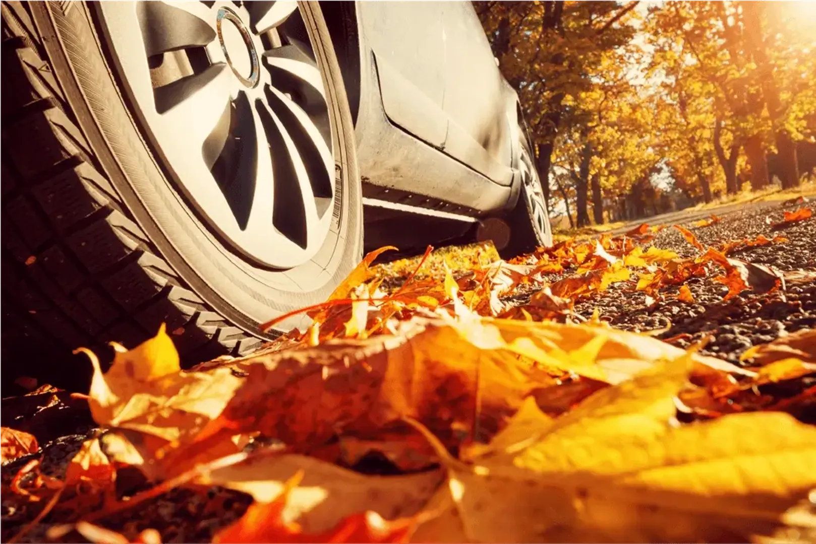 A car driving through autumn leaves on the road
